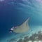 Majestic reef manta with attendant cleaner fish