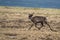 Majestic reindeer in Mountains running With smal antlers