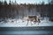 Majestic reindeer, Rangifer tarandus, standing in its natural habitat and looking into the camera during the freezing winter near