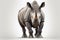 Majestic Rhino in a Professional Studio Setting. Perfect for Posters and Web Design.