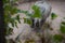 Majestic rhino stand in a grassy enclosure at a local zoo, surrounded by lush greenery