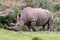 Majestic rhino standing on tall green grass and trees in the background