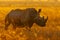 Majestic rhinoceros in golden field