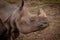 Majestic rhinoceros standing in a dry terrain