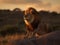 The Majestic Roar of a Lion in the Savannah Sunset