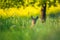 Majestic Roe deer standing in an open grassland meadow