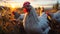 Majestic rooster crowing at sunrise on rural chicken farm generated by AI