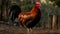 Majestic rooster standing in the meadow, full of vitality generated by AI