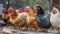 A majestic rooster stands in a meadow, surrounded by chickens generated by AI