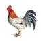 Majestic rooster strutting with elegance against a clean white backdrop. Generative AI