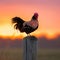 Majestic Rooster at Sunset on Wooden Fence Post