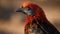 Majestic rooster vibrant feathers catch eye in close up portrait generated by AI