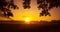 Majestic Rowan Tree Basks in Summer Sunrise Light in Northern Europe