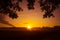 Majestic Rowan Tree Basks in Summer Sunrise Light in Northern Europe