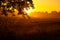 Majestic Rowan Tree Basks in Summer Sunrise Light in Northern Europe