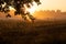 Majestic Rowan Tree Basks in Summer Sunrise Light in Northern Europe