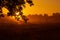 Majestic Rowan Tree Basks in Summer Sunrise Light in Northern Europe