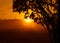 Majestic Rowan Tree Basks in Summer Sunrise Light in Northern Europe