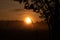 Majestic Rowan Tree Basks in Summer Sunrise Light in Northern Europe