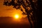 Majestic Rowan Tree Basks in Summer Sunrise Light in Northern Europe