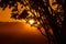 Majestic Rowan Tree Basks in Summer Sunrise Light in Northern Europe