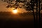 Majestic Rowan Tree Basks in Summer Sunrise Light in Northern Europe