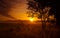 Majestic Rowan Tree Basks in Summer Sunrise Light in Northern Europe