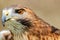 Majestic Royal Hawk eye close up.