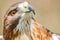 Majestic Royal Hawk eye close up.