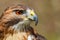 Majestic Royal Hawk eye close up.