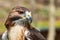 Majestic Royal Hawk eye close up.