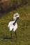 Majestic royal spoonbill bird standing atop a lush bed of green grass