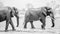 Majestic safari elephants