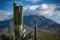 Majestic Saguaro Cactus Against Blue Sky