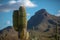 Majestic Saguaro Cactus Against Blue Sky