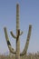 Majestic Saguaro cactus in Central Arizona