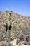 Majestic Saguaro cactus in Central Arizona