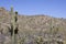 Majestic Saguaro cactus in Central Arizona