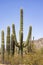 Majestic Saguaro cactus in Central Arizona