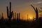 Majestic Saguaro cactus in Central Arizona at sunset