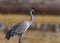 Majestic sandhill crane in New Mexico