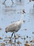 Majestic Sandhill Cranes