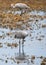 Majestic Sandhill Cranes