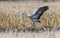 Majestic Sandhill Cranes