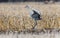 Majestic Sandhill Cranes