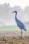 Majestic Sarus Crane bird perched atop a sun-drenched field of lush green grass