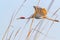 Majestic Sarus Crane bird soaring through the sky, its wings spread wide