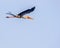 Majestic Sarus Crane bird soaring through the sky, its wings spread wide