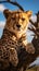 Majestic scene Cheetah lounging on a tree in Serengeti