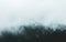 Majestic scene of a densely forested area covered shrouded in an intense fog